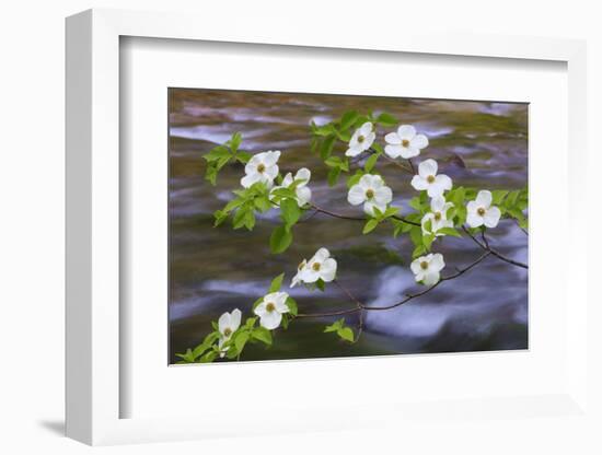 Washington, Gifford Pinchot NF. Pacific Dogwood over Panther Creek-Don Paulson-Framed Photographic Print