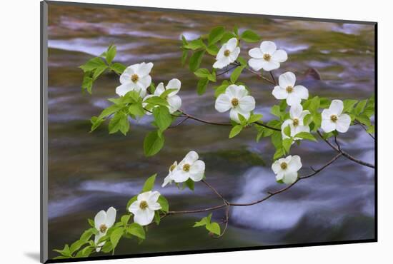 Washington, Gifford Pinchot NF. Pacific Dogwood over Panther Creek-Don Paulson-Mounted Photographic Print