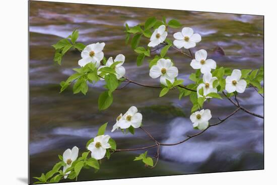 Washington, Gifford Pinchot NF. Pacific Dogwood over Panther Creek-Don Paulson-Mounted Premium Photographic Print