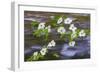 Washington, Gifford Pinchot NF. Pacific Dogwood over Panther Creek-Don Paulson-Framed Photographic Print