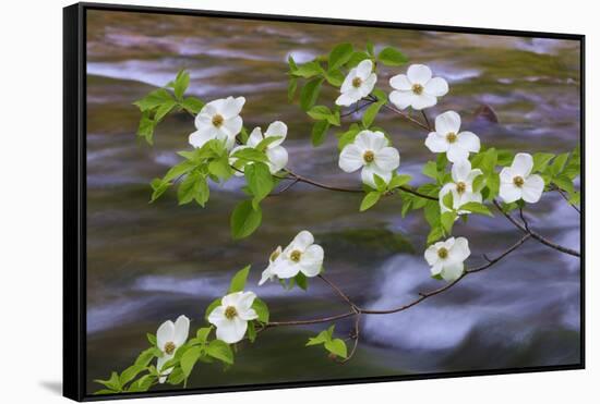 Washington, Gifford Pinchot NF. Pacific Dogwood over Panther Creek-Don Paulson-Framed Stretched Canvas