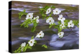 Washington, Gifford Pinchot NF. Pacific Dogwood over Panther Creek-Don Paulson-Stretched Canvas