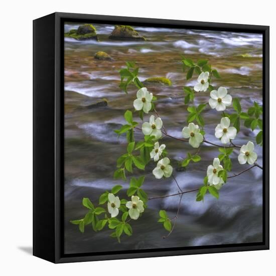 Washington, Gifford Pinchot NF. Pacific Dogwood over Panther Creek-Don Paulson-Framed Stretched Canvas