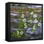 Washington, Gifford Pinchot NF. Pacific Dogwood over Panther Creek-Don Paulson-Framed Stretched Canvas