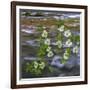 Washington, Gifford Pinchot NF. Pacific Dogwood over Panther Creek-Don Paulson-Framed Photographic Print