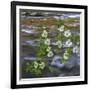 Washington, Gifford Pinchot NF. Pacific Dogwood over Panther Creek-Don Paulson-Framed Photographic Print