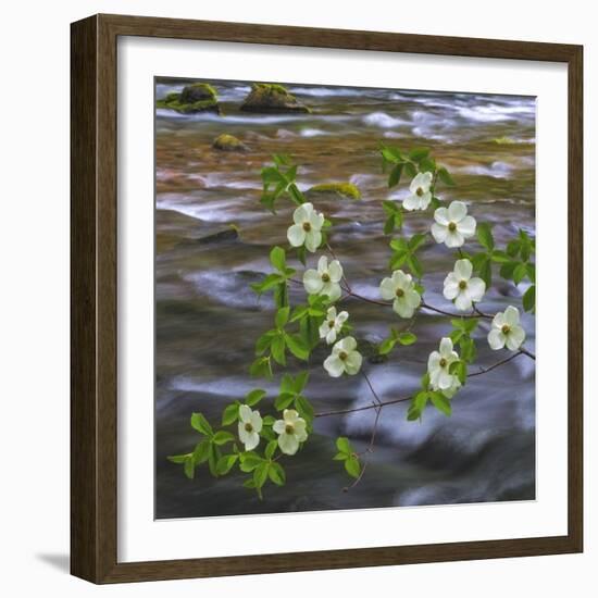 Washington, Gifford Pinchot NF. Pacific Dogwood over Panther Creek-Don Paulson-Framed Photographic Print