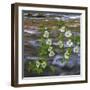 Washington, Gifford Pinchot NF. Pacific Dogwood over Panther Creek-Don Paulson-Framed Photographic Print