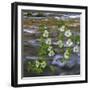 Washington, Gifford Pinchot NF. Pacific Dogwood over Panther Creek-Don Paulson-Framed Photographic Print