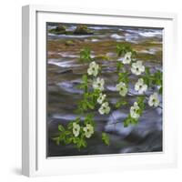 Washington, Gifford Pinchot NF. Pacific Dogwood over Panther Creek-Don Paulson-Framed Photographic Print