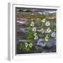 Washington, Gifford Pinchot NF. Pacific Dogwood over Panther Creek-Don Paulson-Framed Photographic Print