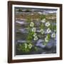 Washington, Gifford Pinchot NF. Pacific Dogwood over Panther Creek-Don Paulson-Framed Photographic Print