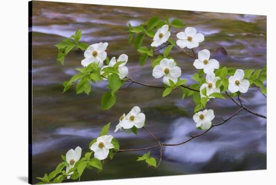 Washington, Gifford Pinchot NF. Pacific Dogwood over Panther Creek-Don Paulson-Stretched Canvas