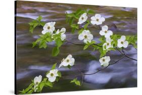 Washington, Gifford Pinchot NF. Pacific Dogwood over Panther Creek-Don Paulson-Stretched Canvas
