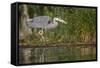 Washington, Great Blue Heron Stalks for Food on Union Bay, Lake Washington, Seattle-Gary Luhm-Framed Stretched Canvas