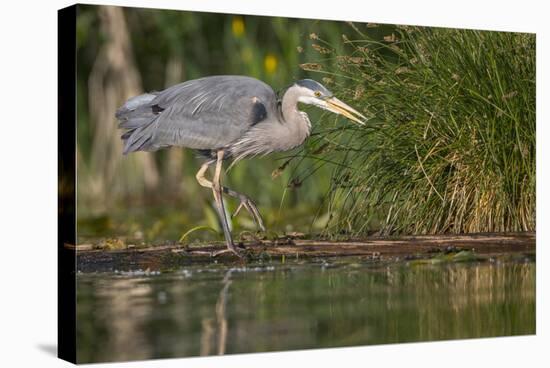 Washington, Great Blue Heron Stalks for Food on Union Bay, Lake Washington, Seattle-Gary Luhm-Stretched Canvas