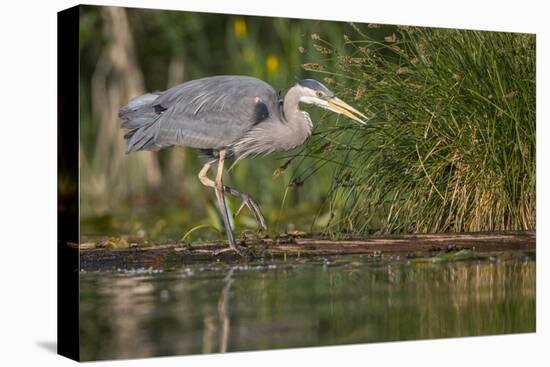 Washington, Great Blue Heron Stalks for Food on Union Bay, Lake Washington, Seattle-Gary Luhm-Stretched Canvas