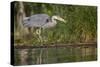 Washington, Great Blue Heron Stalks for Food on Union Bay, Lake Washington, Seattle-Gary Luhm-Stretched Canvas