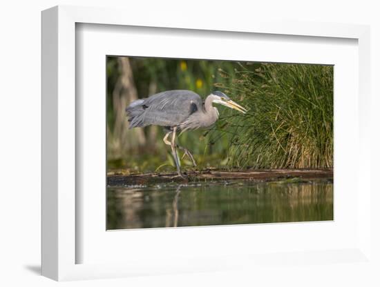 Washington, Great Blue Heron Stalks for Food on Union Bay, Lake Washington, Seattle-Gary Luhm-Framed Photographic Print