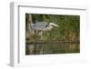 Washington, Great Blue Heron Stalks for Food on Union Bay, Lake Washington, Seattle-Gary Luhm-Framed Photographic Print