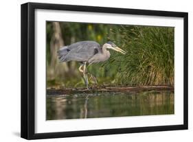 Washington, Great Blue Heron Stalks for Food on Union Bay, Lake Washington, Seattle-Gary Luhm-Framed Photographic Print