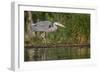 Washington, Great Blue Heron Stalks for Food on Union Bay, Lake Washington, Seattle-Gary Luhm-Framed Photographic Print