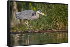 Washington, Great Blue Heron Stalks for Food on Union Bay, Lake Washington, Seattle-Gary Luhm-Framed Photographic Print