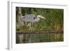 Washington, Great Blue Heron Stalks for Food on Union Bay, Lake Washington, Seattle-Gary Luhm-Framed Photographic Print