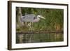 Washington, Great Blue Heron Stalks for Food on Union Bay, Lake Washington, Seattle-Gary Luhm-Framed Photographic Print