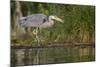 Washington, Great Blue Heron Stalks for Food on Union Bay, Lake Washington, Seattle-Gary Luhm-Mounted Photographic Print
