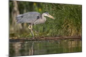 Washington, Great Blue Heron Stalks for Food on Union Bay, Lake Washington, Seattle-Gary Luhm-Mounted Photographic Print