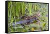 Washington, Juanita Bay Wetland, Mallard Fe Duck and Ducklings-Jamie And Judy Wild-Framed Stretched Canvas