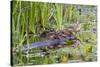 Washington, Juanita Bay Wetland, Mallard Fe Duck and Ducklings-Jamie And Judy Wild-Stretched Canvas