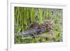 Washington, Juanita Bay Wetland, Mallard Fe Duck and Ducklings-Jamie And Judy Wild-Framed Photographic Print