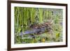 Washington, Juanita Bay Wetland, Mallard Fe Duck and Ducklings-Jamie And Judy Wild-Framed Photographic Print