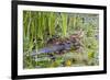 Washington, Juanita Bay Wetland, Mallard Fe Duck and Ducklings-Jamie And Judy Wild-Framed Photographic Print