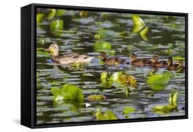 Washington, Juanita Bay Wetland, Mallard Fe Duck and Ducklings-Jamie And Judy Wild-Framed Stretched Canvas