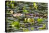 Washington, Juanita Bay Wetland, Mallard Fe Duck and Ducklings-Jamie And Judy Wild-Stretched Canvas