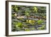 Washington, Juanita Bay Wetland, Mallard Fe Duck and Ducklings-Jamie And Judy Wild-Framed Photographic Print