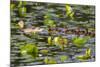 Washington, Juanita Bay Wetland, Mallard Fe Duck and Ducklings-Jamie And Judy Wild-Mounted Photographic Print