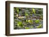 Washington, Juanita Bay Wetland, Mallard Fe Duck and Ducklings-Jamie And Judy Wild-Framed Photographic Print