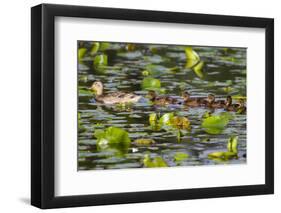 Washington, Juanita Bay Wetland, Mallard Fe Duck and Ducklings-Jamie And Judy Wild-Framed Photographic Print