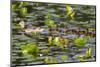 Washington, Juanita Bay Wetland, Mallard Fe Duck and Ducklings-Jamie And Judy Wild-Mounted Photographic Print