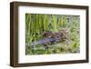 Washington, Juanita Bay Wetland, Mallard Fe Duck and Ducklings-Jamie And Judy Wild-Framed Photographic Print