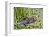 Washington, Juanita Bay Wetland, Mallard Fe Duck and Ducklings-Jamie And Judy Wild-Framed Photographic Print