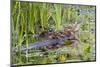 Washington, Juanita Bay Wetland, Mallard Fe Duck and Ducklings-Jamie And Judy Wild-Mounted Photographic Print