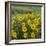 Washington, Kamiak Butte County Park. Douglas's Sunflowers Scenic-Don Paulson-Framed Photographic Print