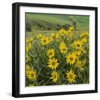Washington, Kamiak Butte County Park. Douglas's Sunflowers Scenic-Don Paulson-Framed Photographic Print
