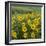 Washington, Kamiak Butte County Park. Douglas's Sunflowers Scenic-Don Paulson-Framed Photographic Print