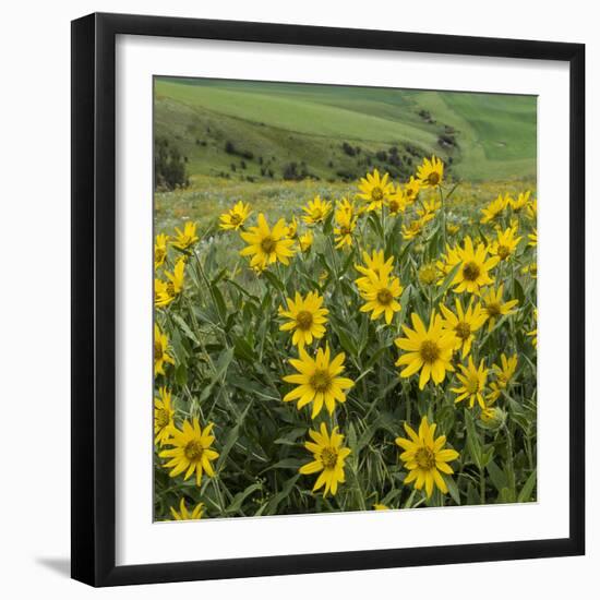 Washington, Kamiak Butte County Park. Douglas's Sunflowers Scenic-Don Paulson-Framed Photographic Print